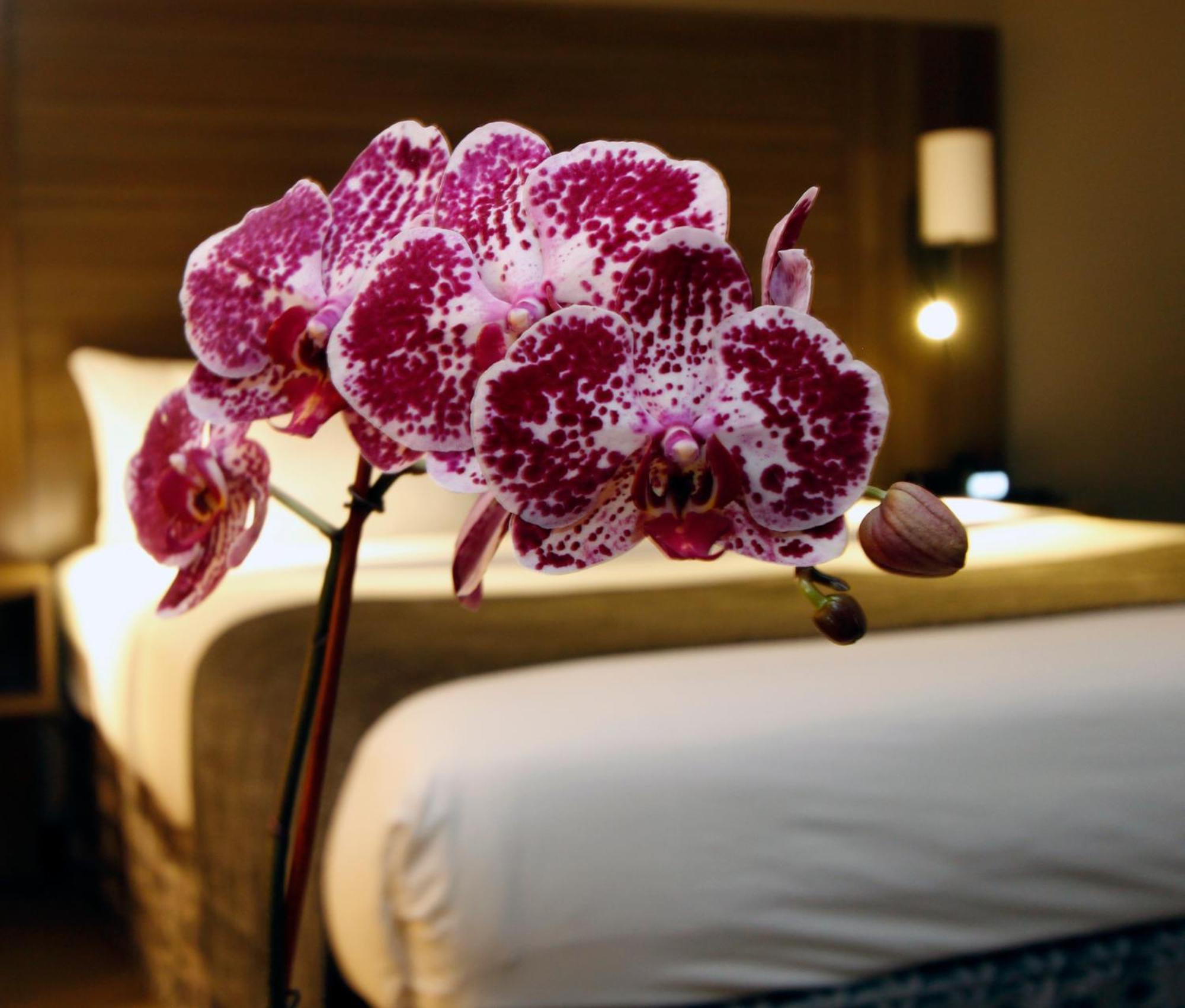 Executive Inn & Suites Oakland Bilik gambar